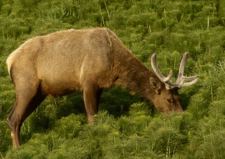 Roosevelt Elk in Equisedum