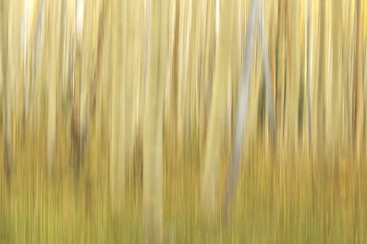 Trees Abstract