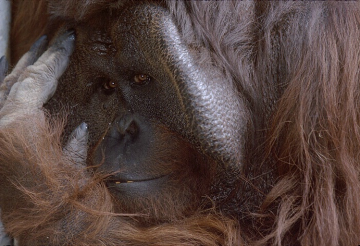 Shy Orangutan