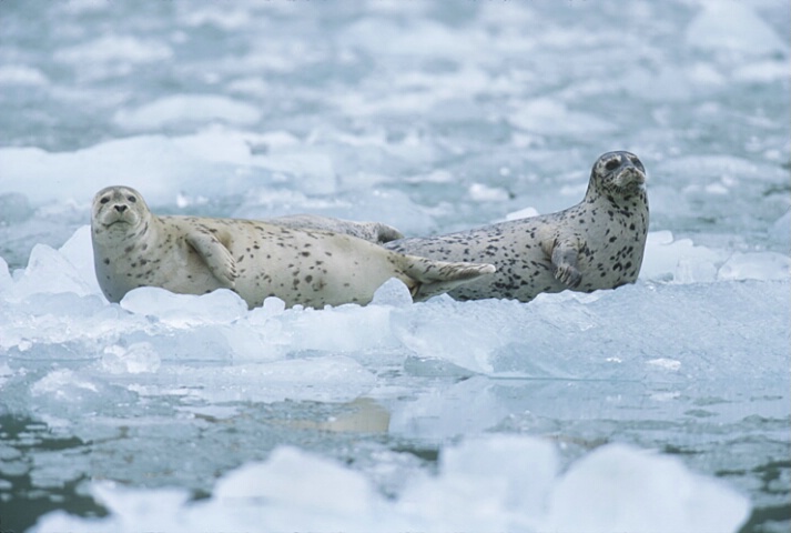 Harbor Seals, southeast  Alaska