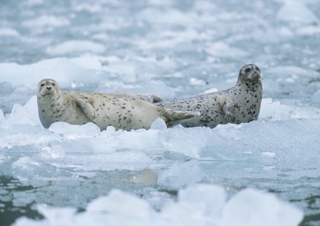 Harbor Seals, southeast  Alaska