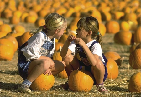 Discussing Pumpkins?!