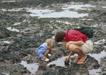 Exploring Tidepools