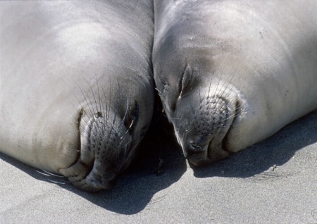 Blissful elephant seals