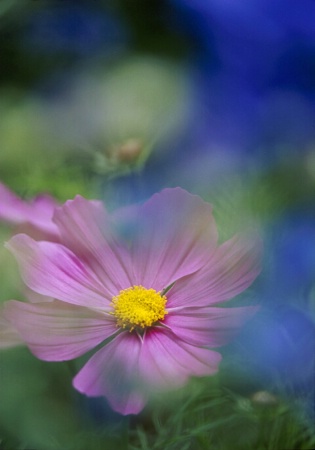 Cosmos and Larkspur