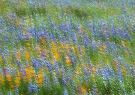 Spring Meadow (Multiple Exposure)