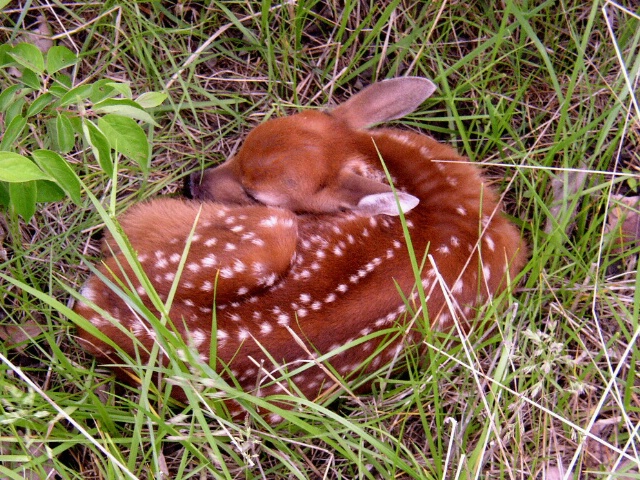 Napping Fawn1