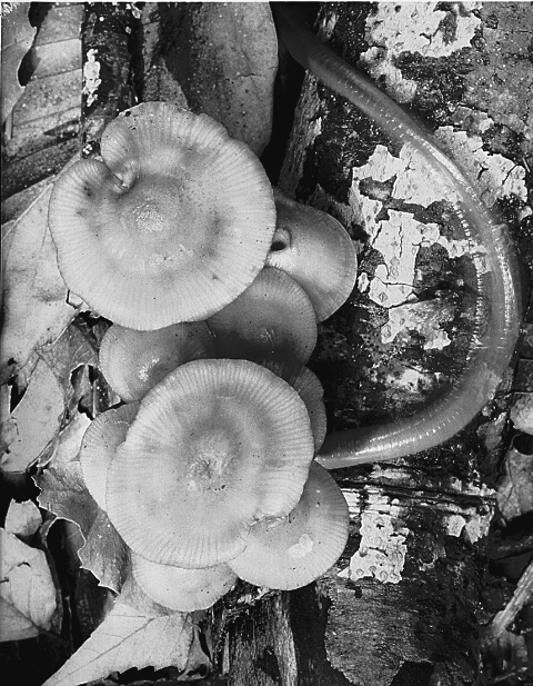 Mushroom and Worm