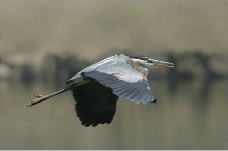 Flying Great Blue Heron