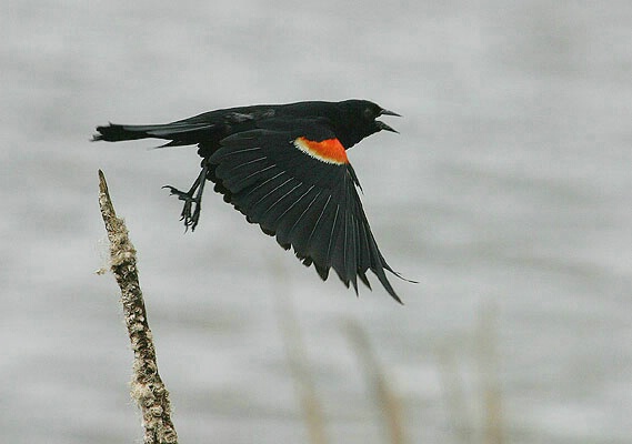 Flying Red-Winged Blackbird