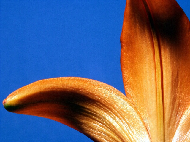 abstract lily