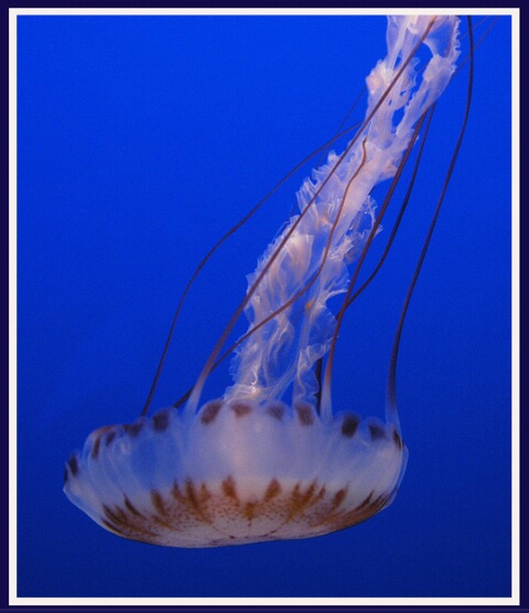 jelly fish, Monterey bay acquarium