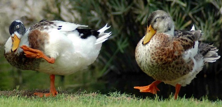 Dancing Ducks