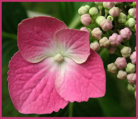 Pink Hortensia