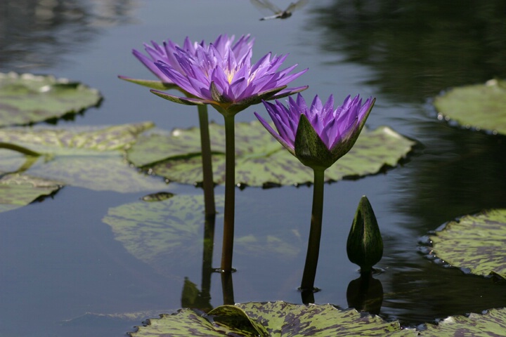 Lilies In The Pond - ID: 143476 © Rhonda Maurer