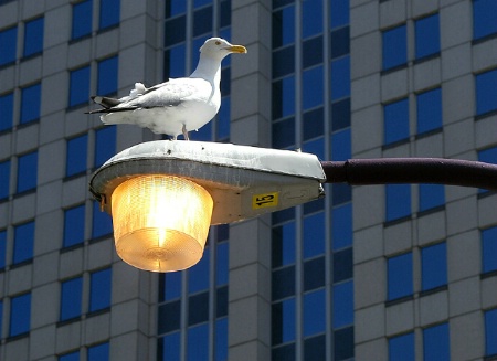 City Seagull