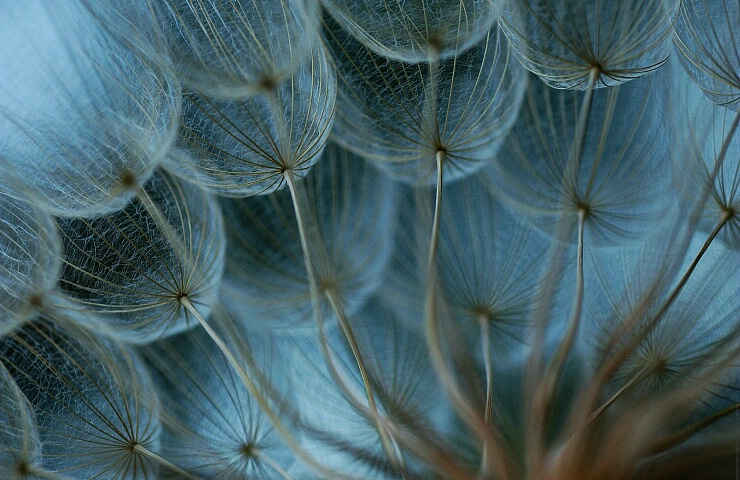 Dandelion Blues