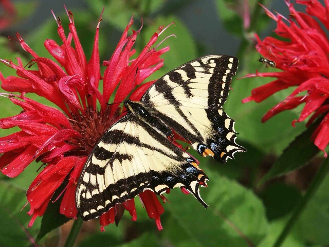 Butterfly with Beebalm