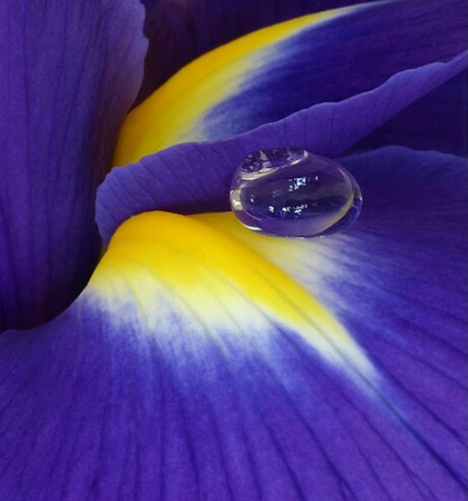 Water Droplet on Iris