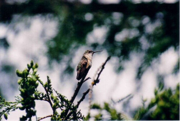 Resting Wings