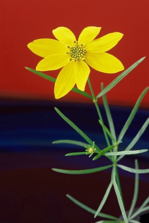One Coreopsis
