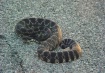 Rattle snake 5