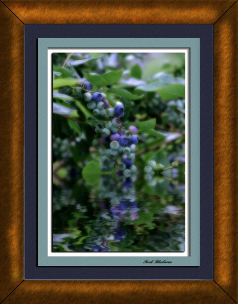 Fresh Blueberries II - ID: 149016 © Rhonda Maurer