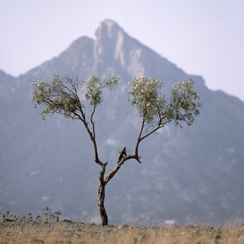 The tree & the mountain