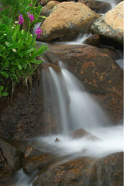 Wildflower Cascade