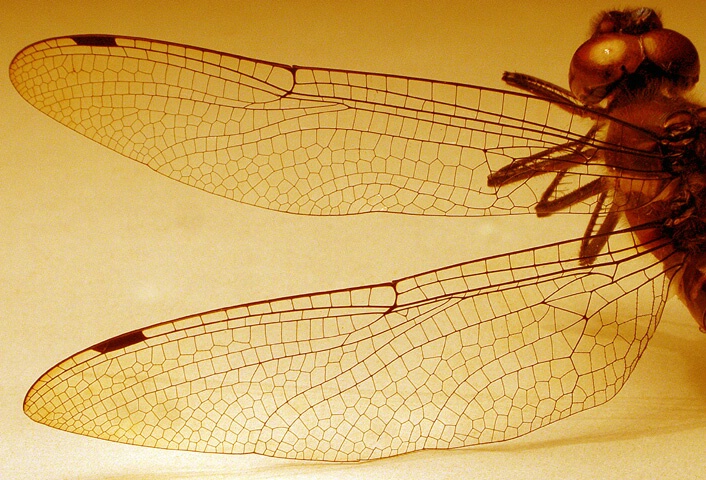 Dragonfly Wings