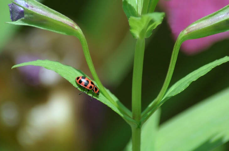 Ladybug - ID: 150929 © Rhonda Maurer