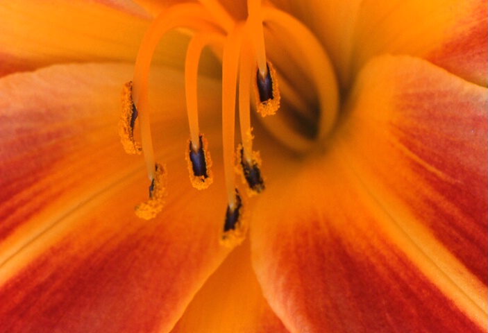 Day Lily