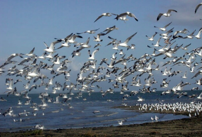 shore birds