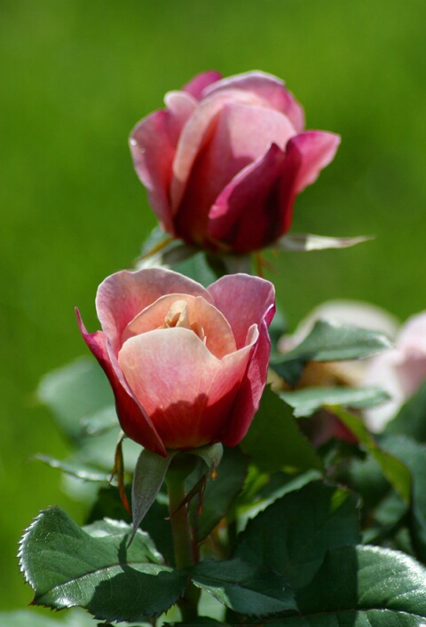 Two Pink Roses - ID: 153348 © Rhonda Maurer