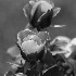 2Two Pink Roses - ID: 153348 © Rhonda Maurer