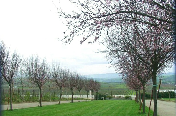 Orchard & Vinyards (horizontal)