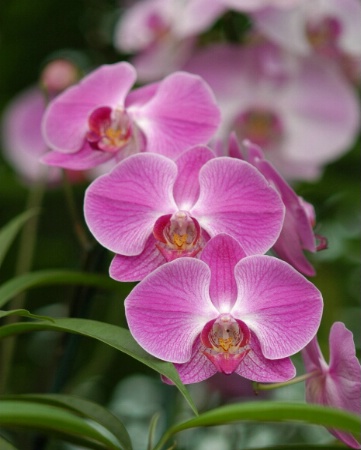 Orchid Stack
