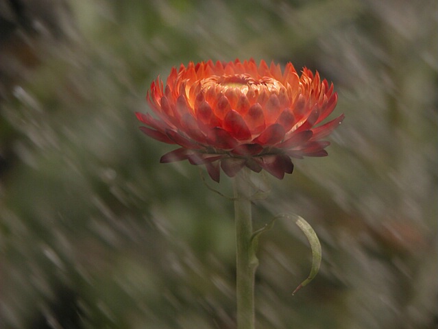 Single Flower in the Rain