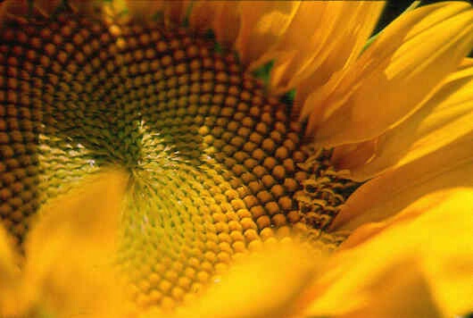 Flowers: "Sunflower"