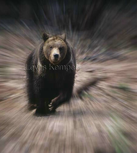 Running bear