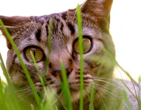 Cat in the Grass