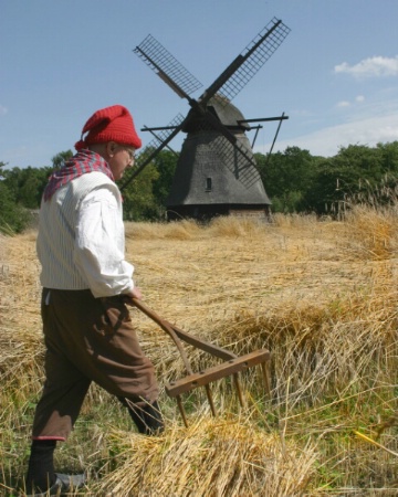 Harvesting in Denmark