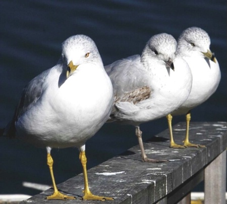 we 3 gulls of orient be.