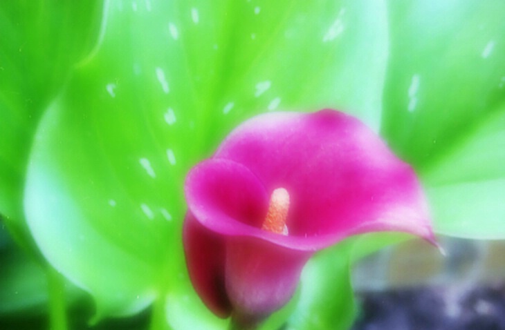 Blured flower
