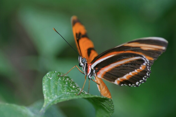 Orange & Black - ID: 156961 © Rhonda Maurer