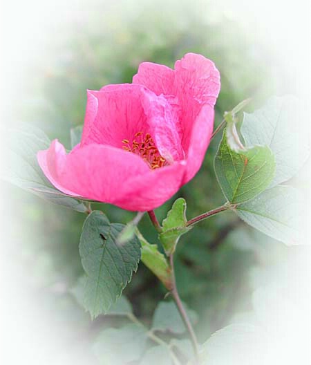 Wild rose