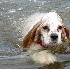 © Cathy Martin PhotoID# 157425: Doggie paddle