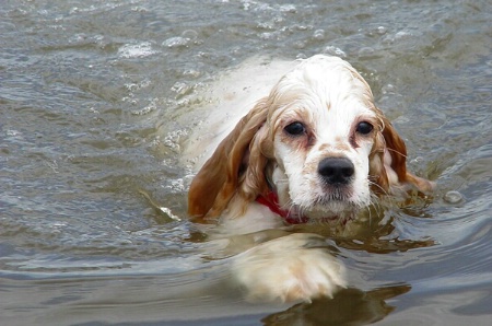 Doggie paddle