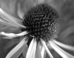 Abstract Flower