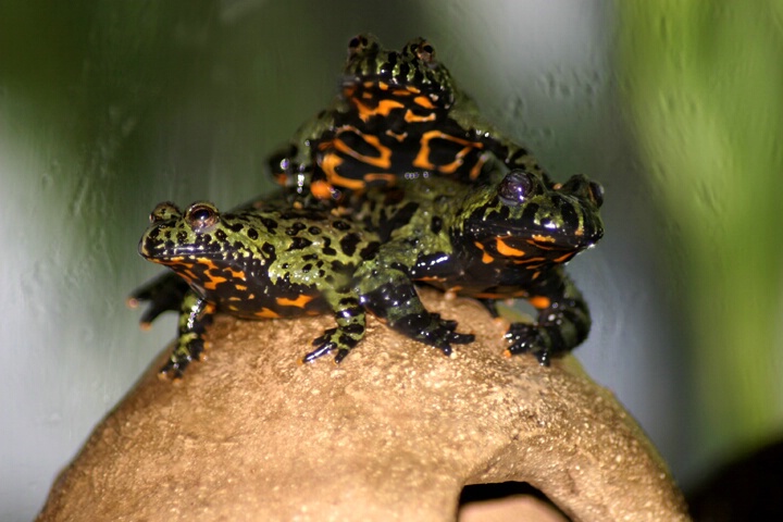 Three Toad Pileup - ID: 158786 © Rhonda Maurer